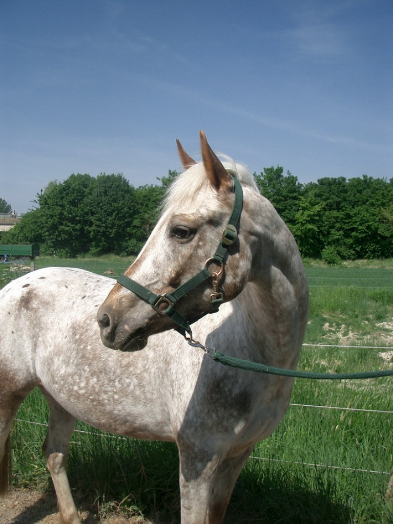 Pony sucht nette & zuverlässige Reitbeteiligung in 47906 Kempen - Pferde - 47906