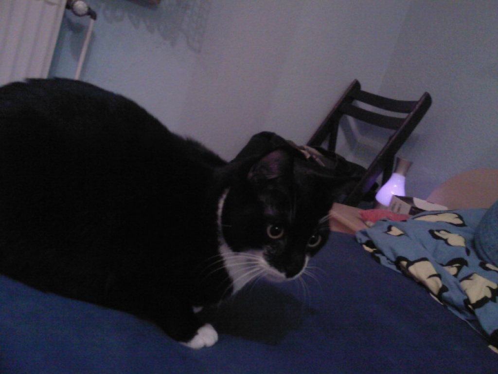 2 Kater in gute Hände abzugeben!!! - Tierboersen - Leverkusen