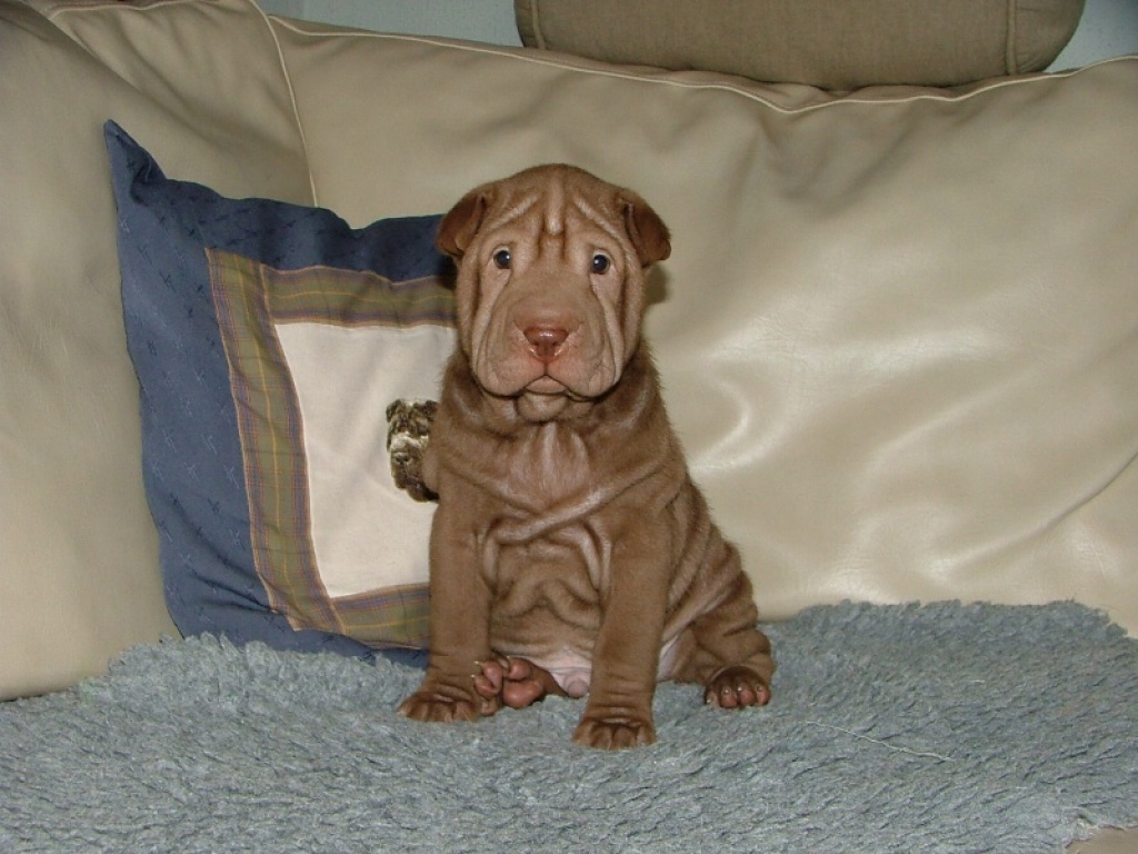 Sharpei welpe zu verkaufen - Hunde - Lommel/Belgiën