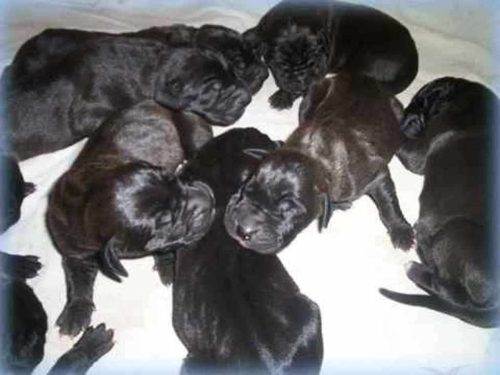 Traumhafte deutsche doggenwelpen - Hunde - Rauen