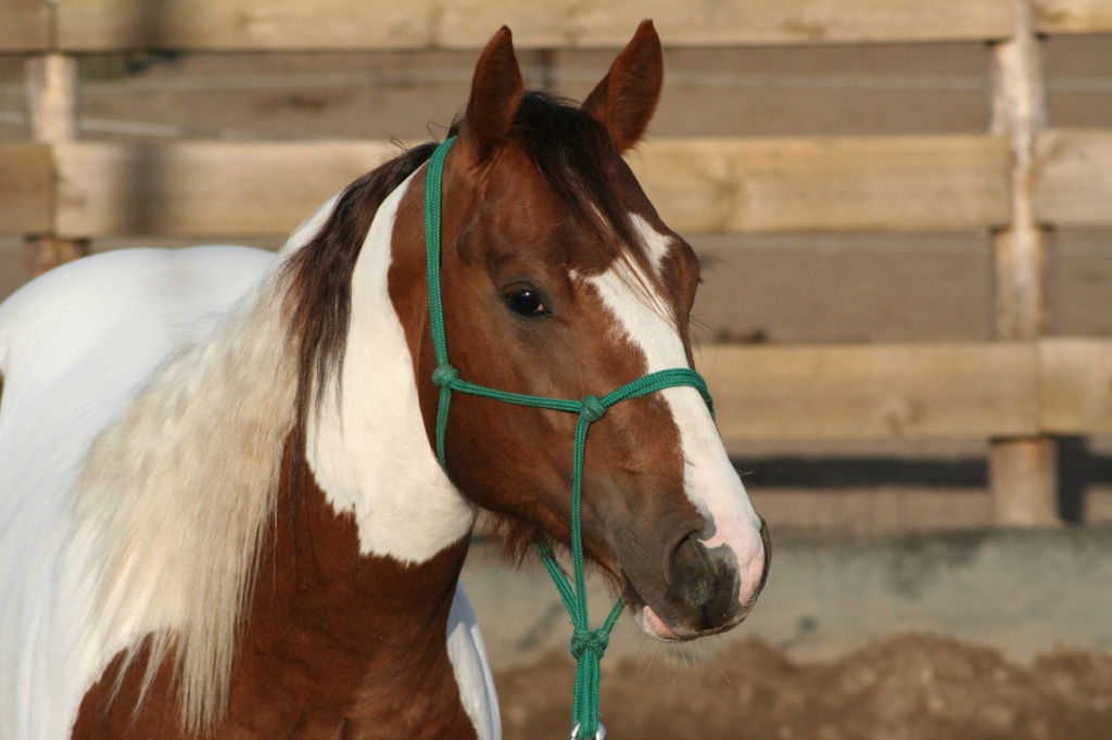 Netter Paint Horse Hengst aus Brandenburg - Pferde - Dorfstraße 20 A