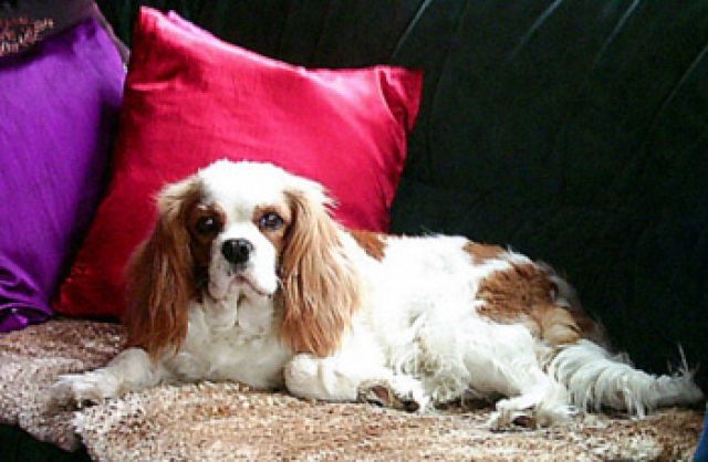 Cavalier - King - Charles -Spaniel | tieranzeigen.net