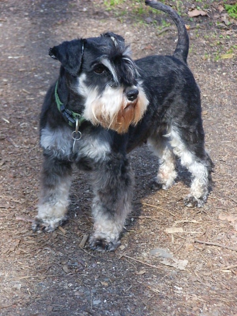 Zwergschnauzer m. Pap. erwartet Oktober 10 - Hunde - Pohnsdorf