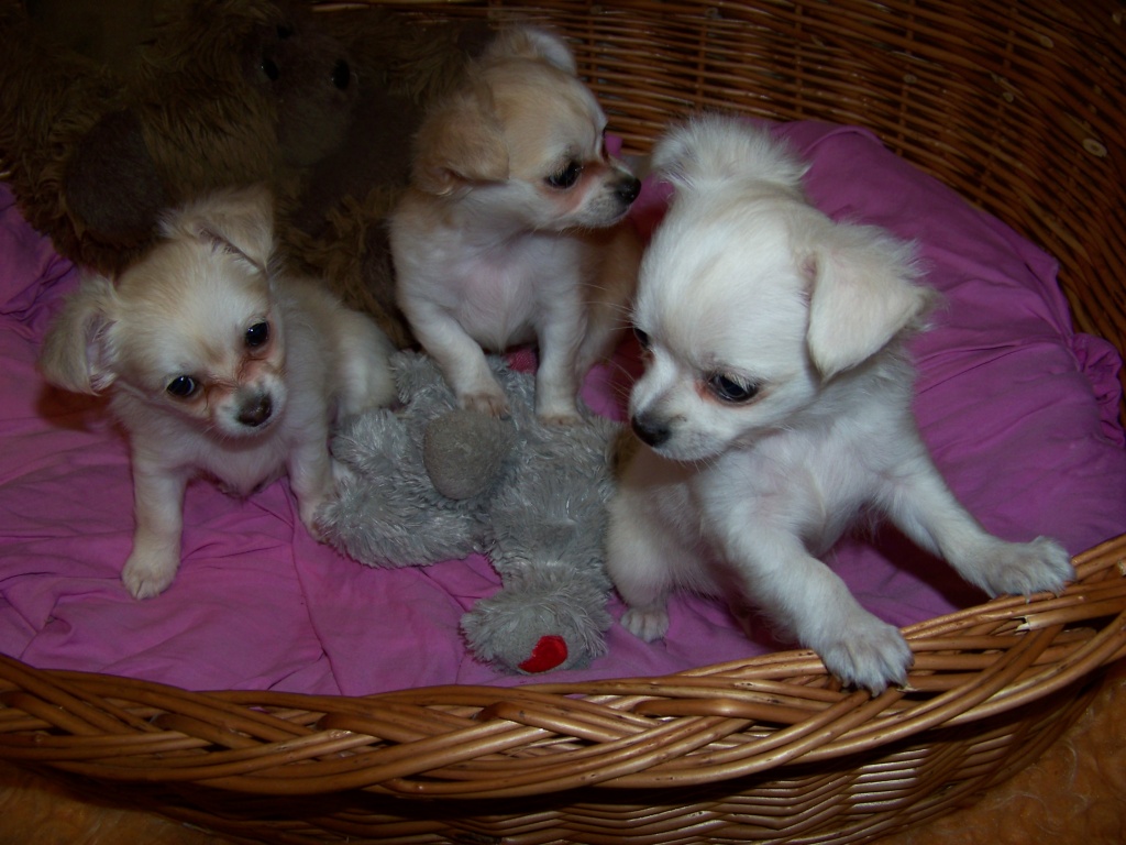 Langhaar Chihuahua Welpen, reinrasig, gechipt, Entwurmt, geimpft - Hunde - Ubstadt Weiher