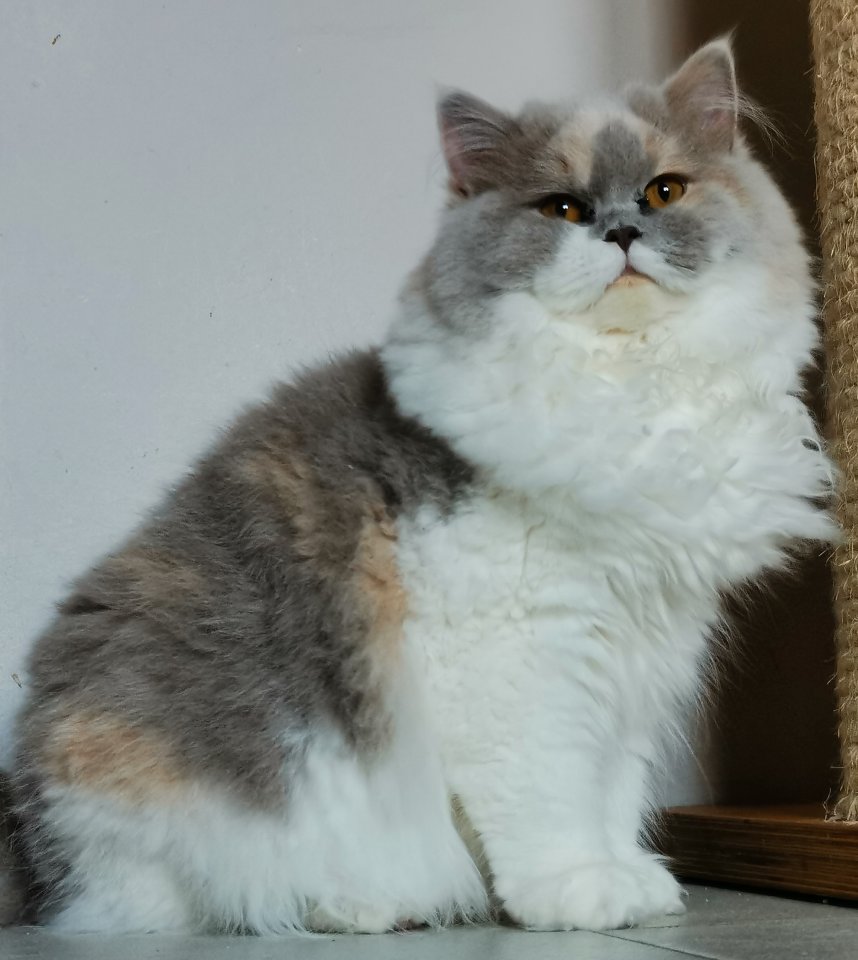 Traumhafte BKH Jung tiere in allerbeste Hände abzugeben - Katzen - Einbeck