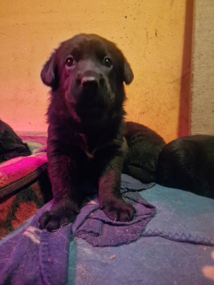 Labrador Schäferhund Welpen - Hunde - Schöngleina
