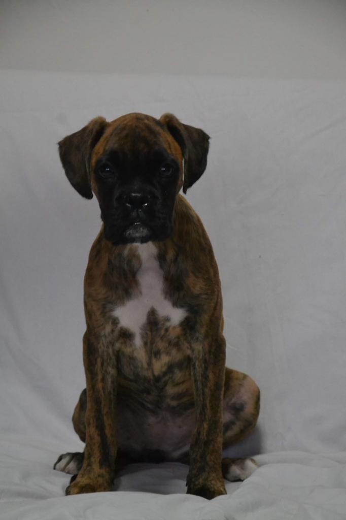 Hübsche Boxerwelpen suchen Kuschelsofa - Hunde - Gelsenkirchen