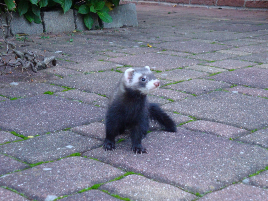 2 süße frettchenwelpen suchen noch ein neues zuhause - Nagetiere - Hamburg
