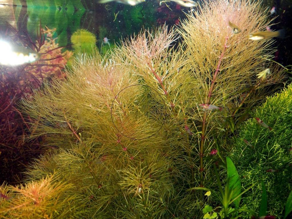 Austr. Sumpffreund (Browns), Bündel, Aquariumpflanzen (Versand/ Abholung) - Fische - Mechernich