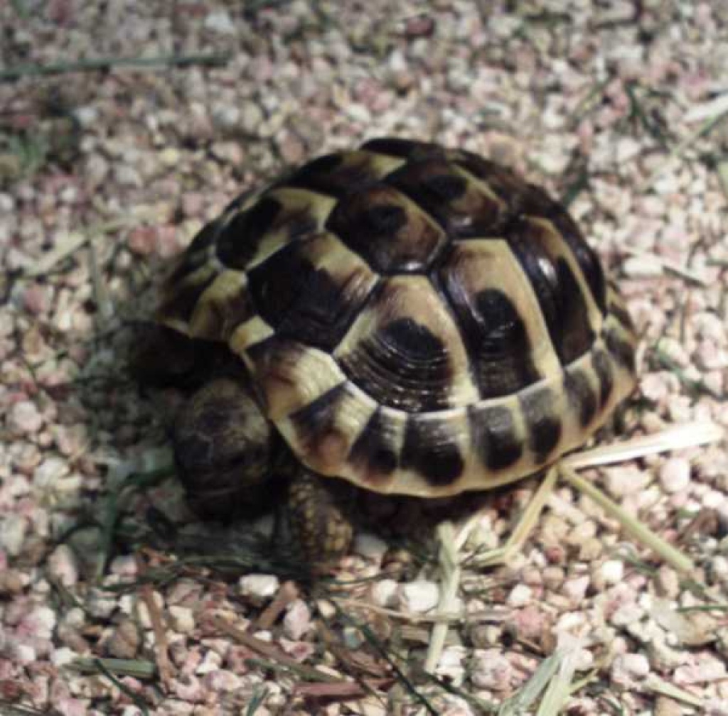 2 junge griechische lanschildkröten abzugeben - Reptilien - Schloß Holte Stukenbrock