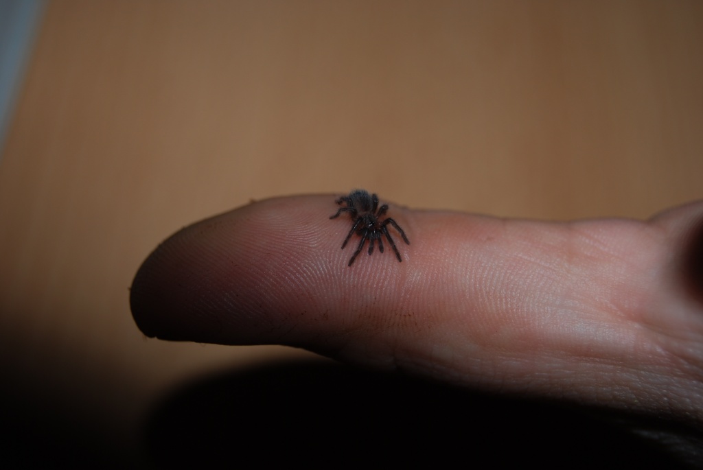 Brachypelma vagans Spiderlinge - Insekten - Berlin