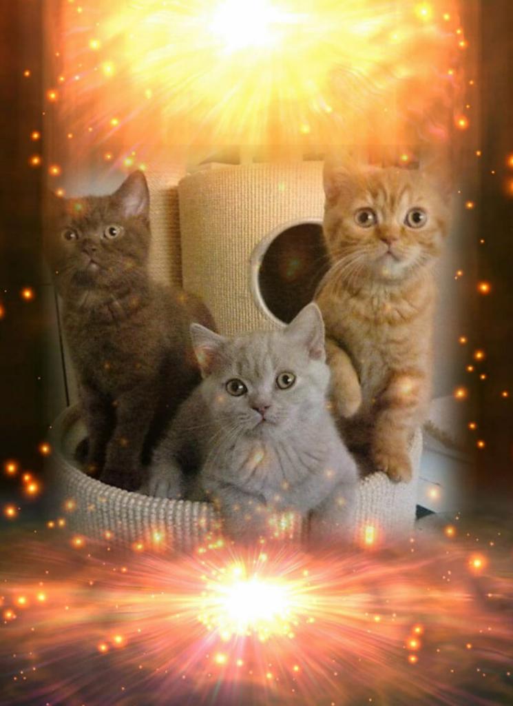 Tierbetreuer Service Nürnberg 01573 319 399 3 Fest. 0911 25 35 07 01 - Katzen - Glatzer.08