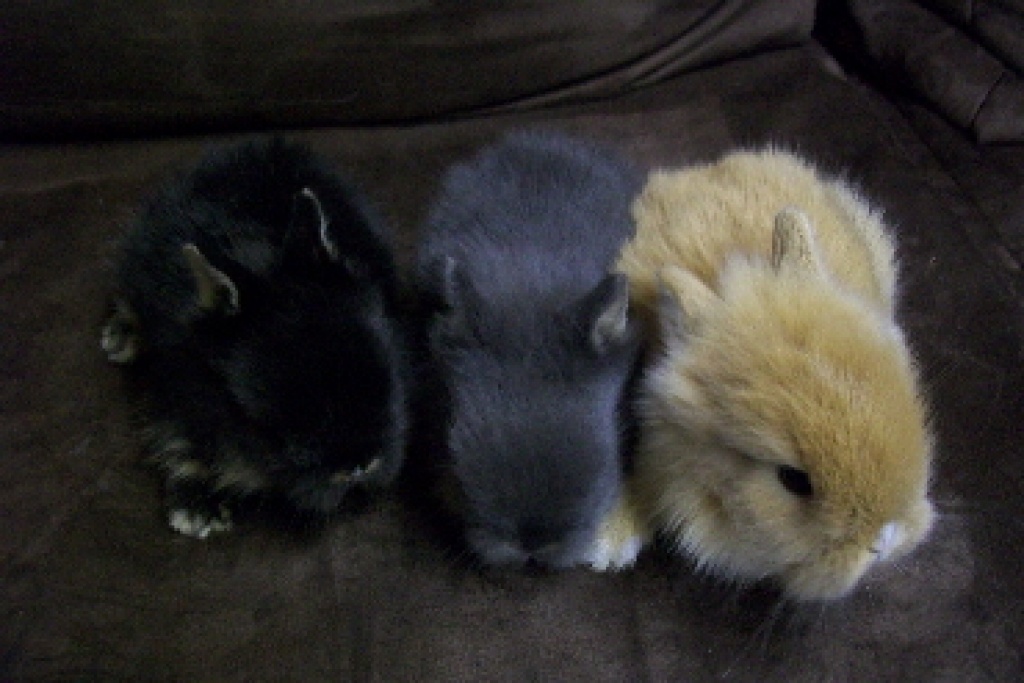 Zwergkaninchen Löwenköpfchen - Nagetiere - Korbach