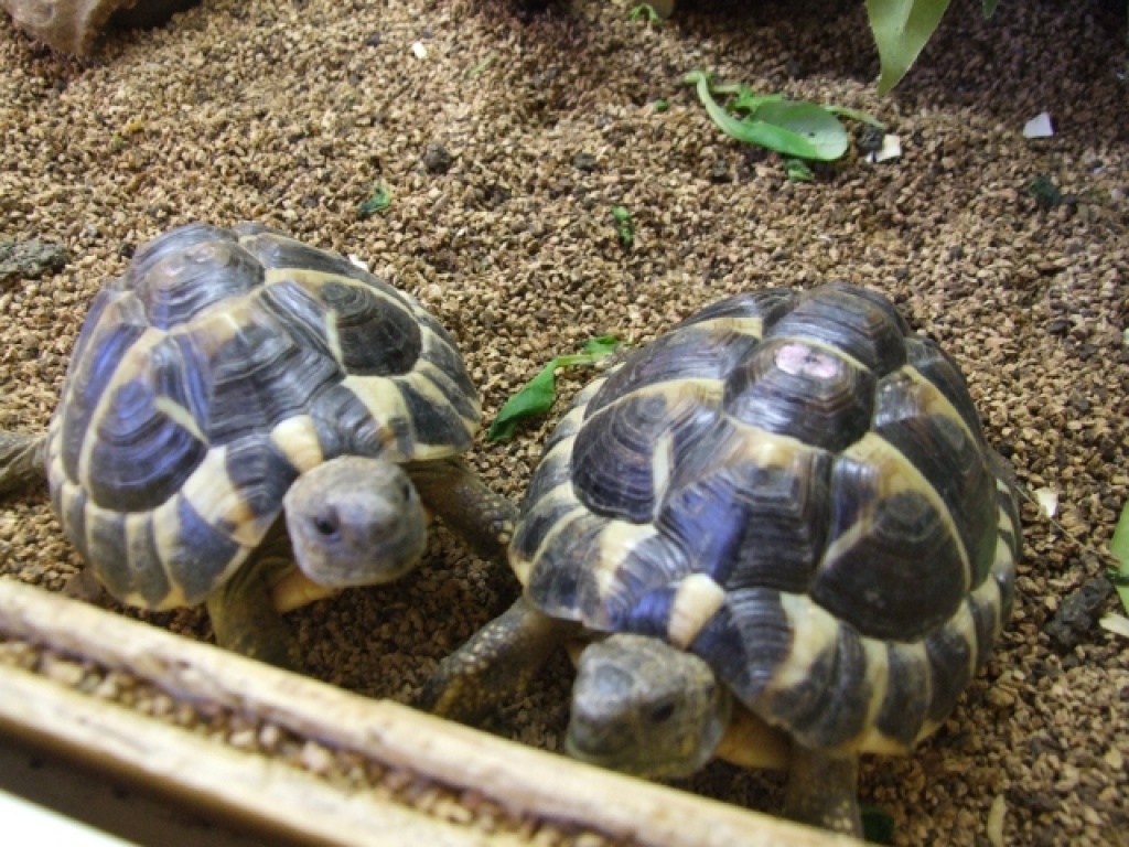 Verkaufe 2 Griechische Landschildkröten mit Terrarium + viel Zubehör - Reptilien - Leipzig