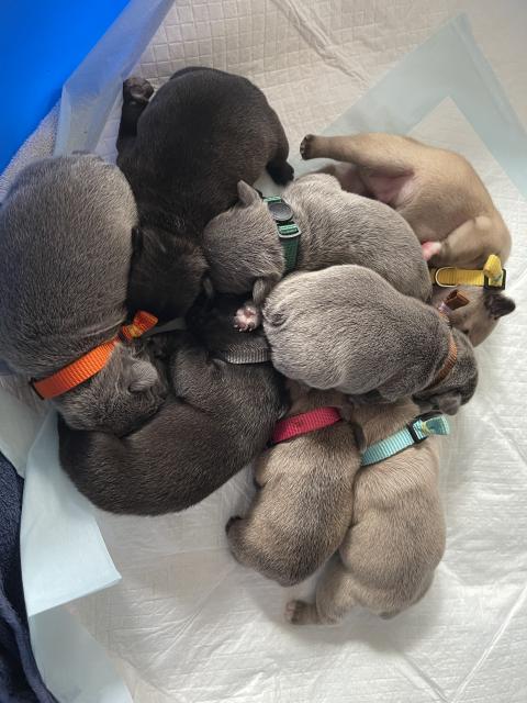Französische Bulldoggen Welpen  - Hunde - Erlensee 