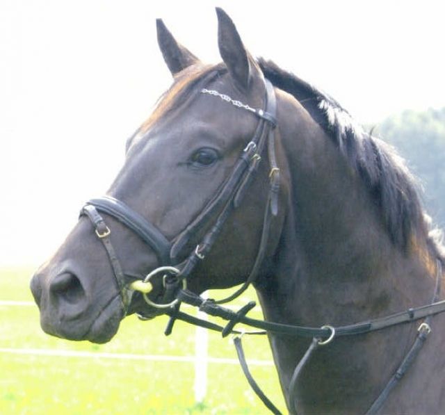 Schicker Trakehner mit viel Potential sucht Reitbeteiligung - Reitbeteiligung - Euskirchen