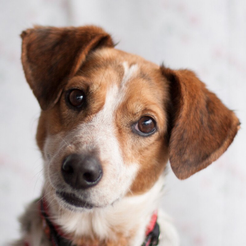 MONDO  Schutzgebühr: € 300,--  männlich  8 Jahre  47 cm  15 kg  Mix  Gechipt  Ka - Hunde - Lauf an der Pegnitz