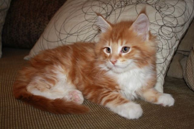 Maine Coon Kitten - Zucht u. Showgeeignet - Maeuse - Schermbeck