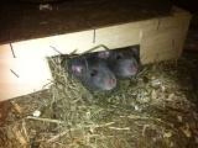 2 süße und handzahme Ratten (Dumbo-Böckchen) abzugeben, ca. 1 Jahr alt! - Ratten - Ludwigshafen