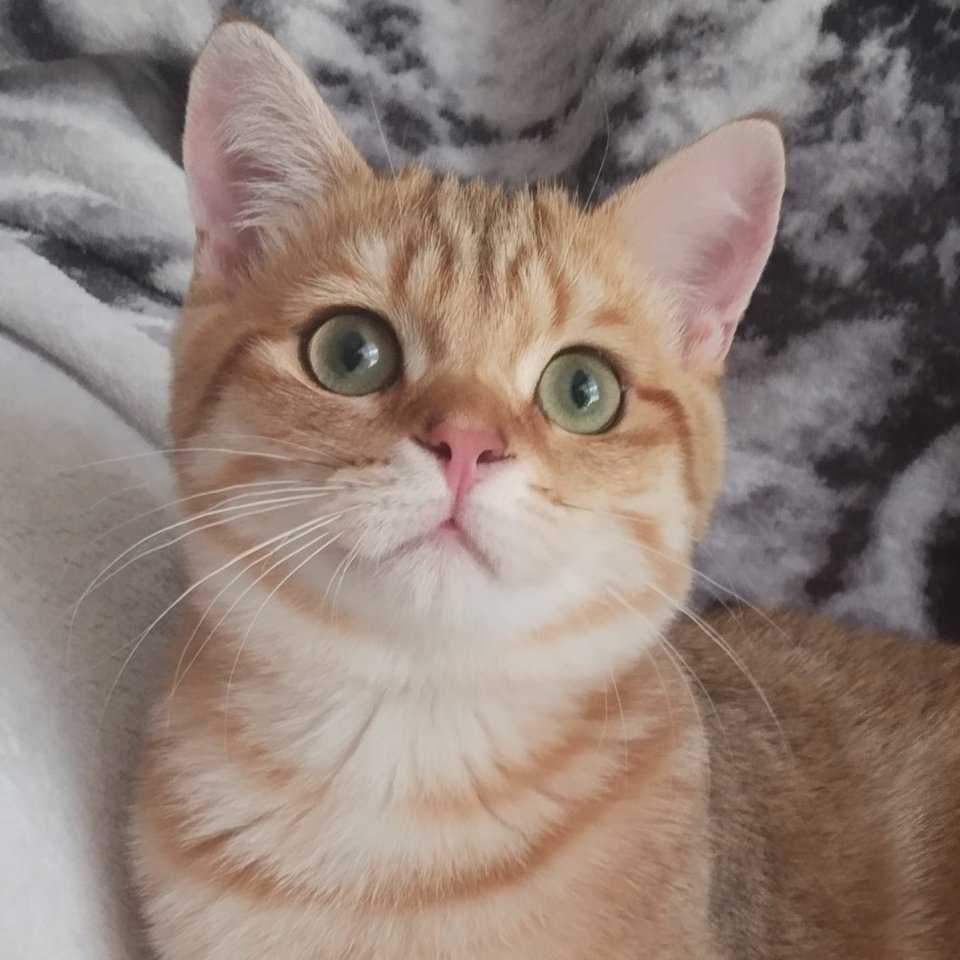 Reinrassige BKH Kitten Gold - Katzen - Berlin