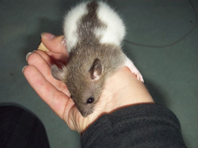 Agouti hooded farbratten suchen neues zuhause!  - Ratten - chemnitz