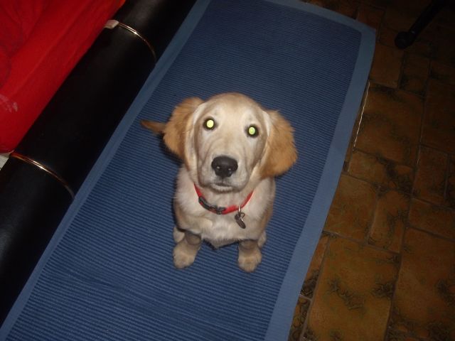 Golden Retriever - Hunde - Saarbrücken