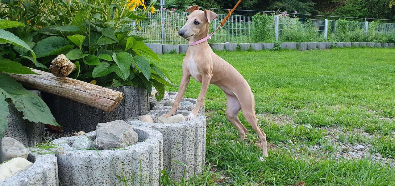 Italienisches Windspiel... Italian Greyhound - Hunde - Bad Saulgau