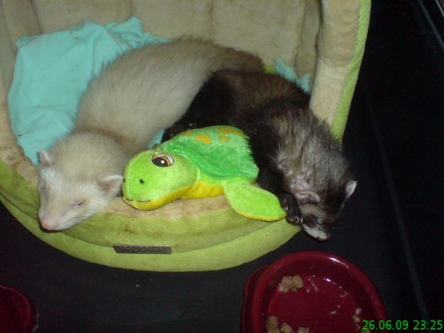 Suche frettchenfähe im raum eisenach - Frettchen - Tiefenort