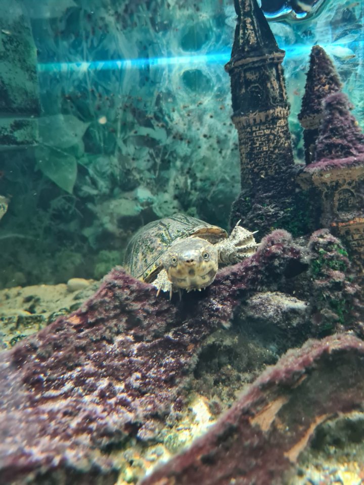 Wasserschildkröte inkl. Aquarium & Zubehör - Reptilien - Berlin