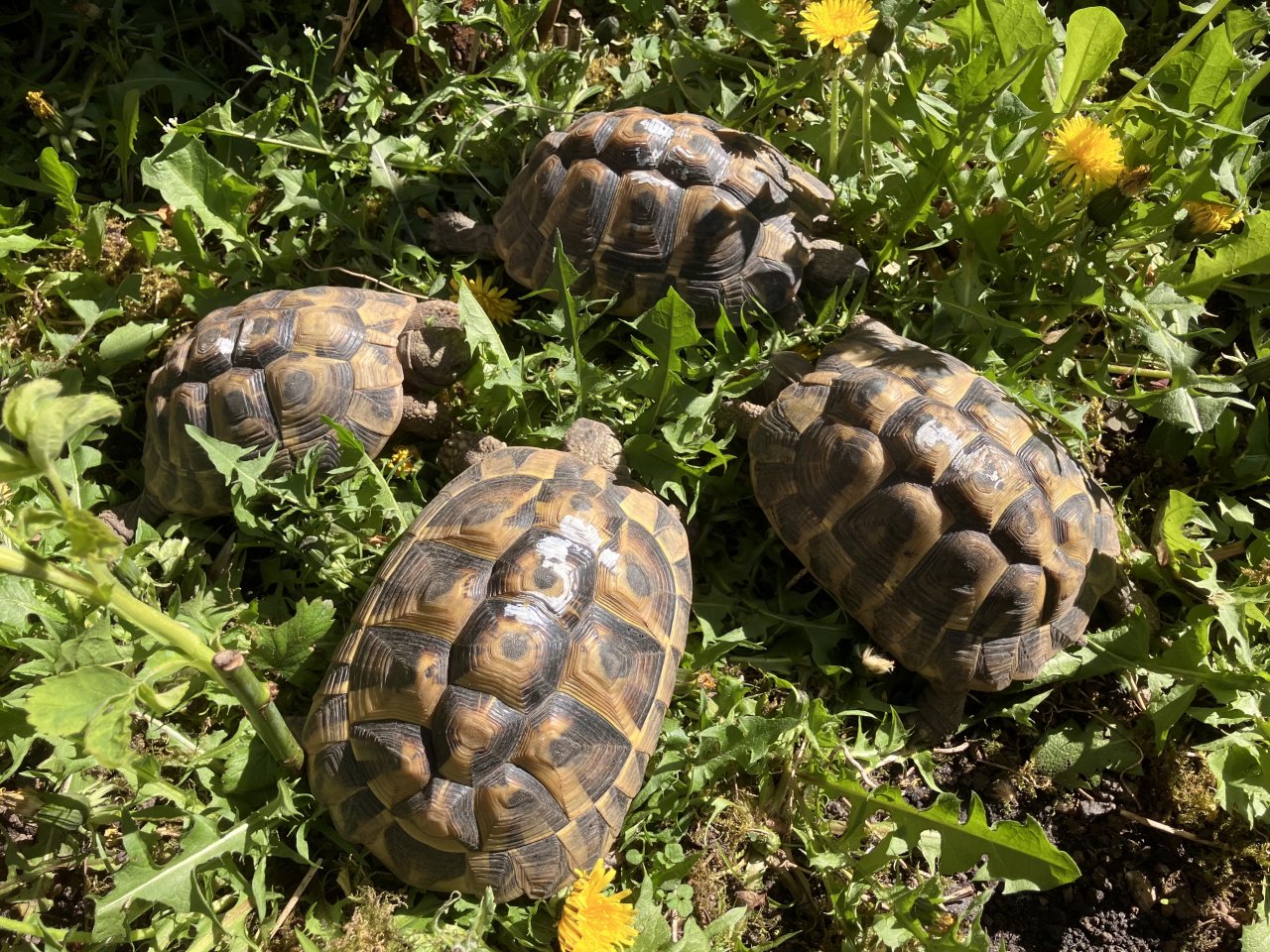 Griechische Landschildkröten (Testudo hermanni) NZ 2029/2020 abzugeben. - Reptilien - Frankfurt