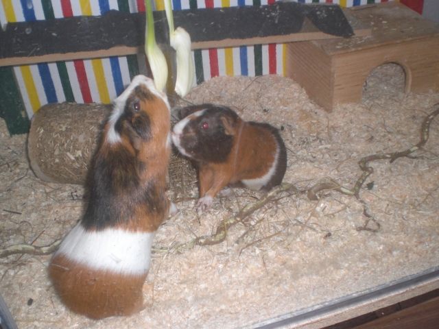 Meerschweinchen suchen ein neues Heim! - Meerschweinchen - Dortmund