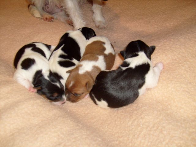 Parson Jack Russel Terrier Welpen !!! - Hunde - Mackenbach