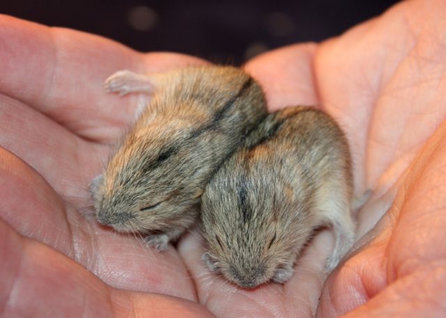 Süße Lemminge abzugeben - Nagetiere Allgemein - Dortmund