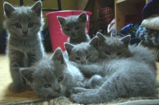 Reinrassige Kartäuser Babys suchen ein neues zu Hause - Katzen - Mayen
