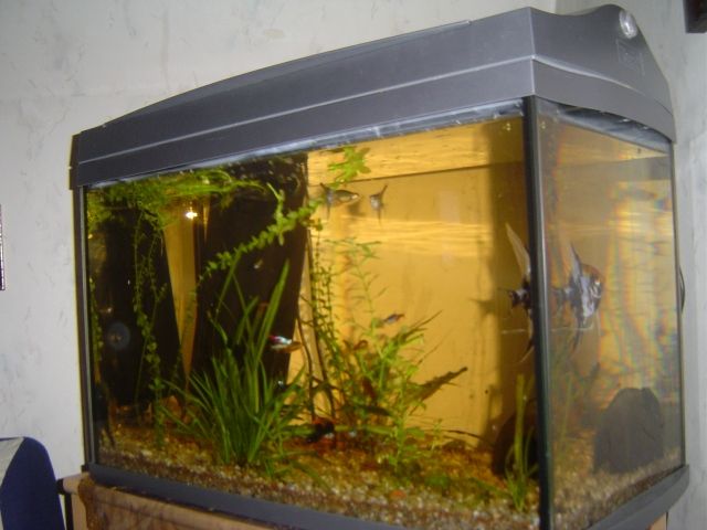 6o litter becken mit viel zubehör  - Aquarien und Zubehoer - geislingen an der steige 