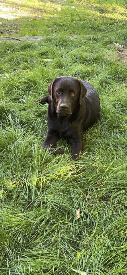 Brauner Labrador Deckrüde - Hunde - Riesa