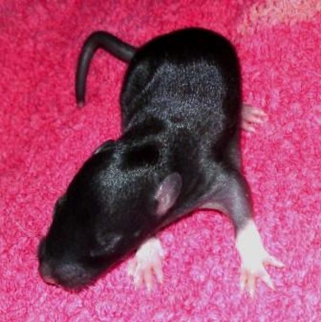 Farbrattenhobbyzucht gibt kleine süße nasen ab - Ratten - Dippoldiswalde