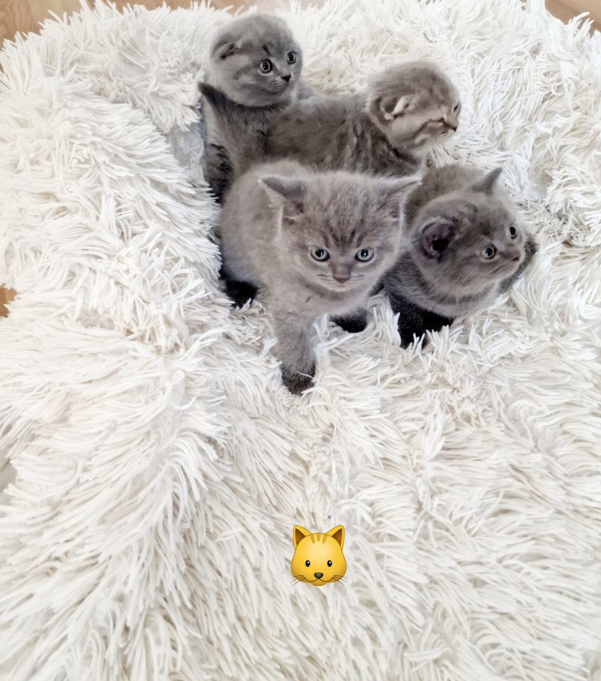 Kitten bkh britisch kurz - Katzen - Pirmasens