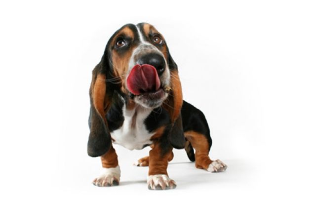 5 Sterne DeLuxe Delikatessen für den Hund - Zubehoer Haustiere - Mönchengladbach