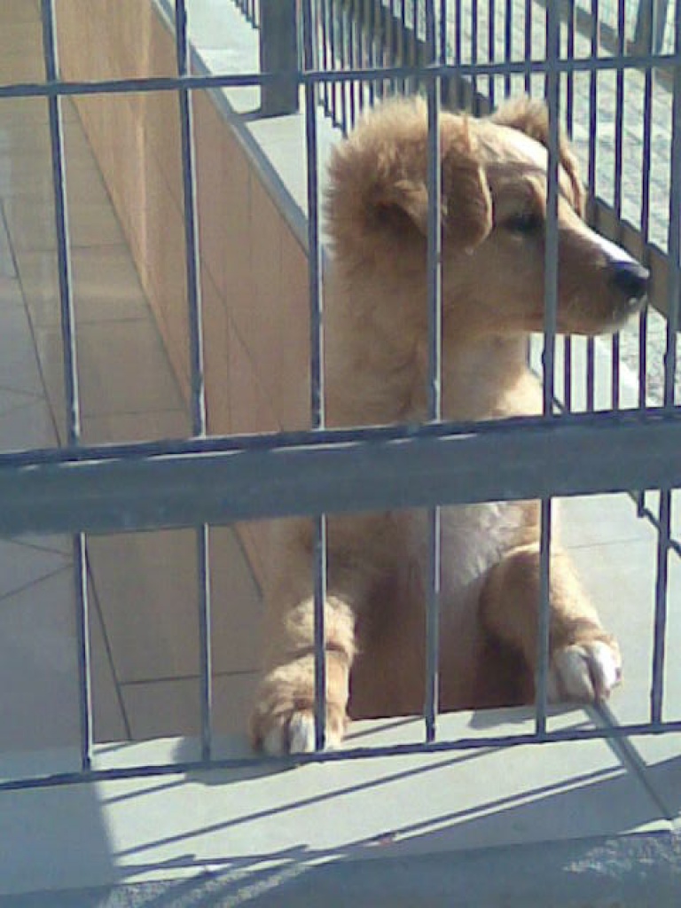 Flugpate Malaga-Deutschland gesucht! - Flugpaten - Hamburg