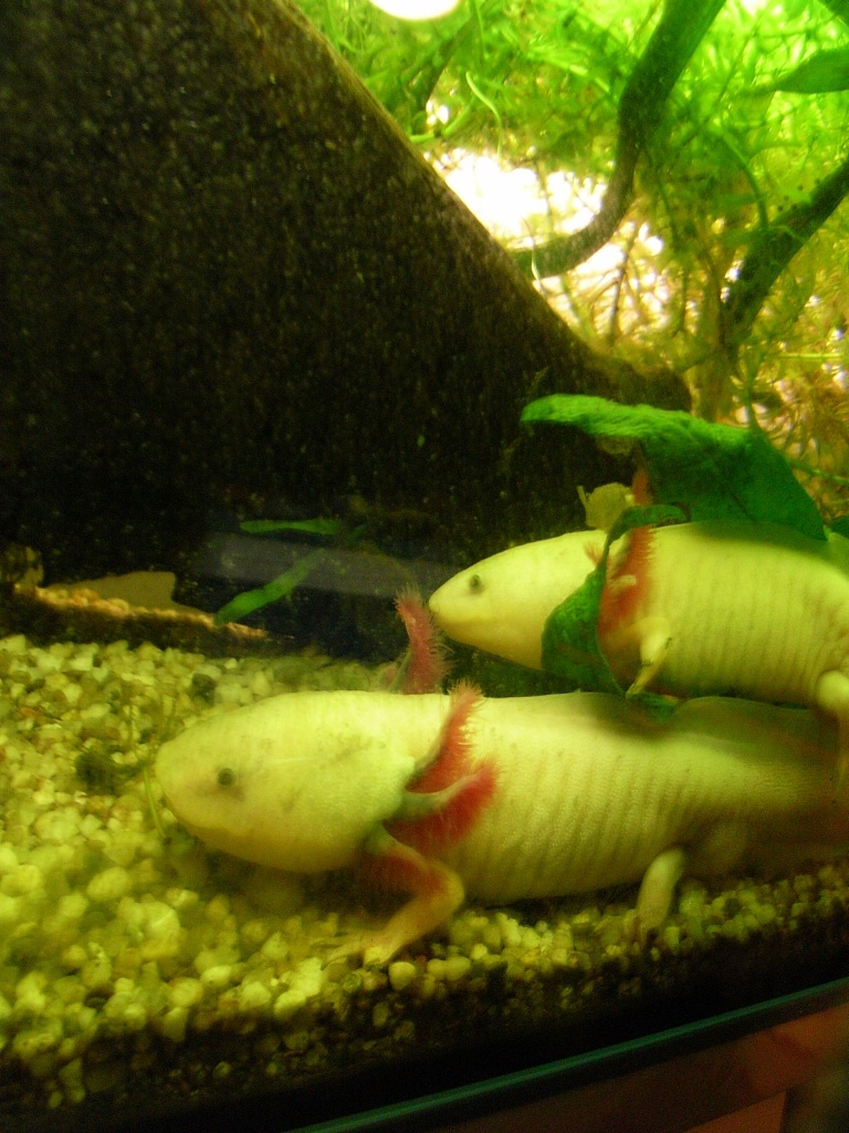 Verkaufe Axolotl - Amphibien - Leipzig