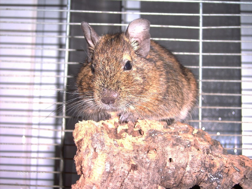 Suche 1 - 2 männliche Degus - Nagetiere - Erwitte