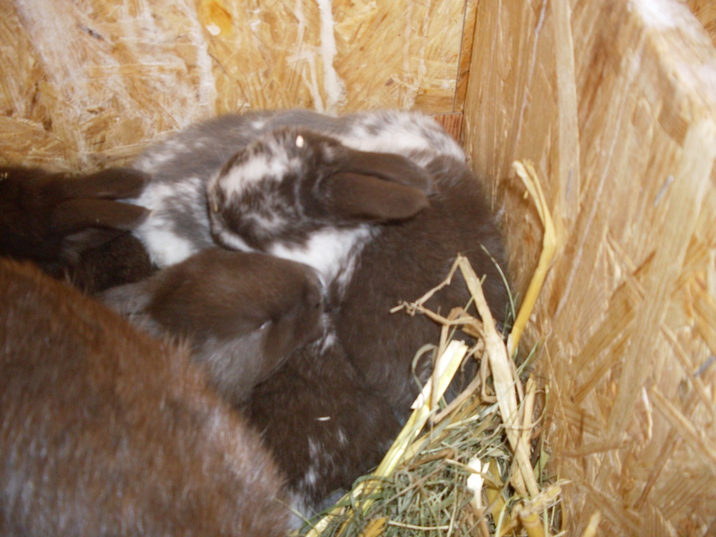Kaninchenbabys - Nagetiere - Hagen