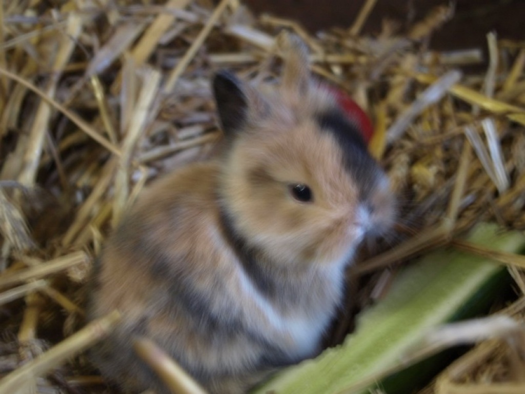 Kleine Zwergkaninchen aus Hobbyzucht - Nagetiere - Heusweiler