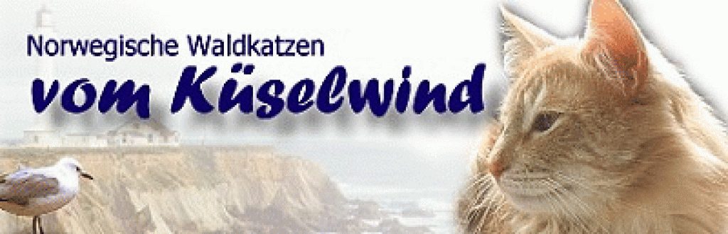 Hamburg -- Norwegische Waldkatzen vom Küselwind - Katzen - Hamburg