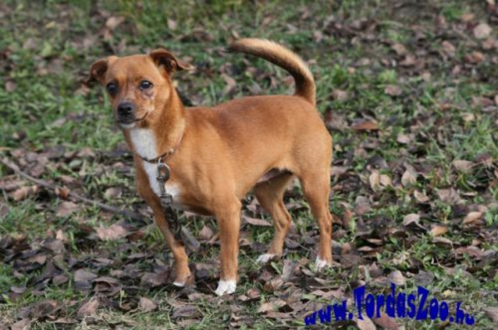 Crisi Chihuahua Mix - Hunde - Schutzhof Casa Animale