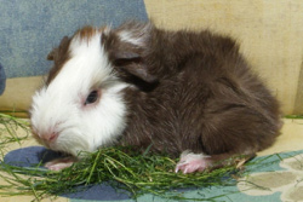 Meerschweinchen aus liebevoller Hobbyzucht - Nagetiere - Krummesse