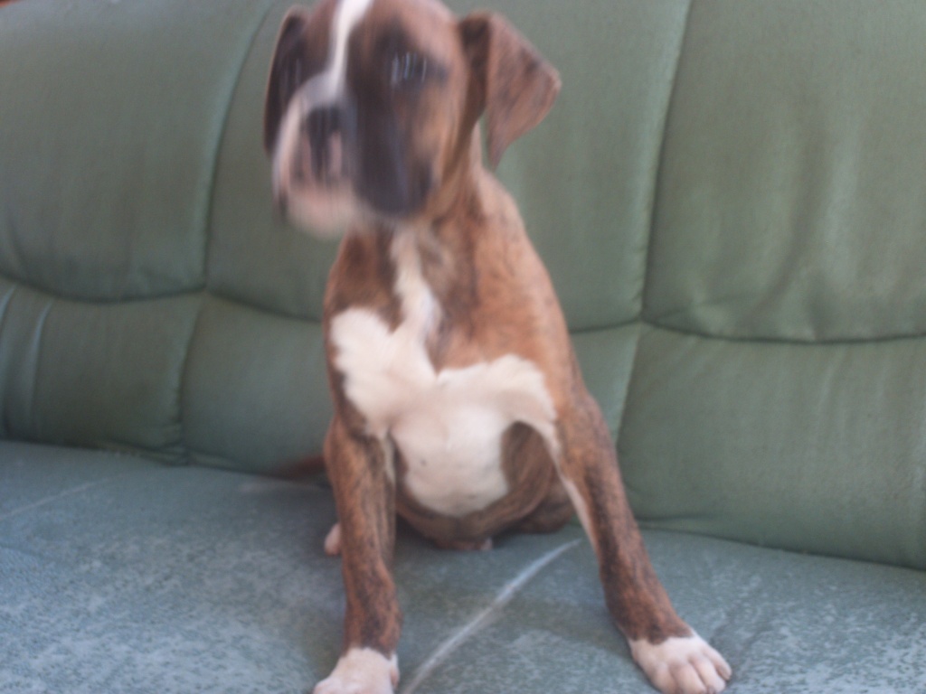 Weiblicher Boxerwelpe zu verkaufen - Hunde - Simonshagen