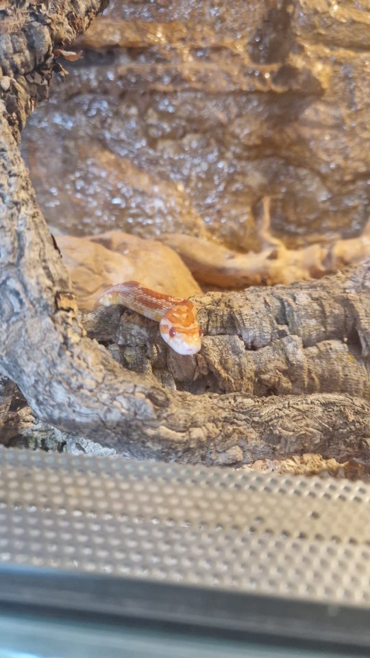Kornnatter mit Terrarium - Reptilien - Karlsruhe