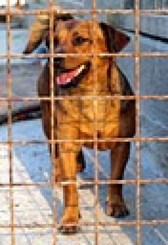 Lotta - 3j, kleine, verträgl, freundl, ruhig - braucht unbedingt liebes Zuhause - Hunde - München